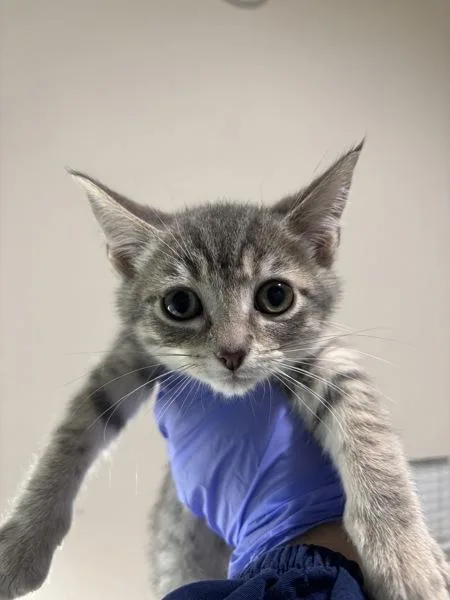A baby small-sized male Domestic Short Hair cat named Door Jam for adoption in Sherwood, OR