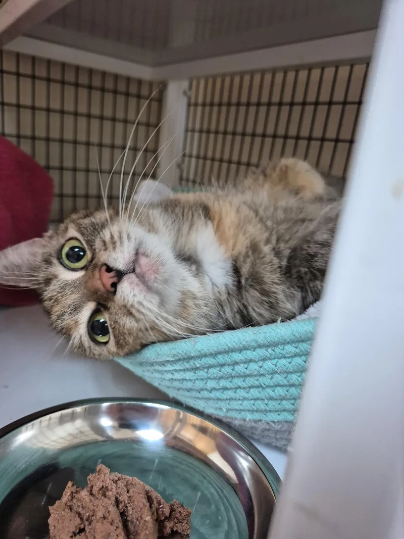 An adult medium-sized female Domestic Short Hair cat named Noodles for adoption in West Palm Beach, FL