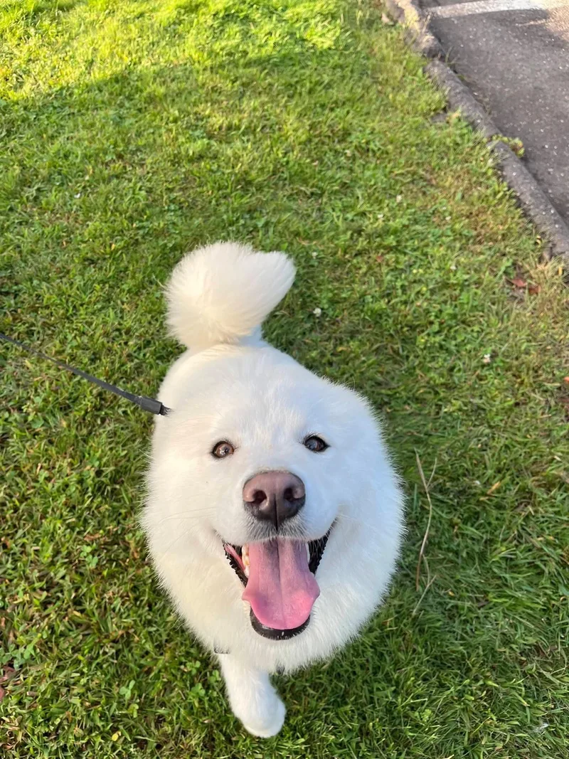 A young medium-sized female White / Cream Samoyed dog named Sammy Swift for adoption in New Milford, CT