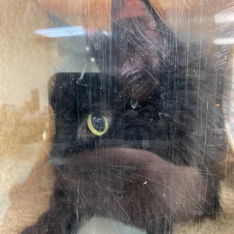 An adult medium-sized female Black Domestic Long Hair cat named Esmeralda for adoption in Philadelphia, PA
