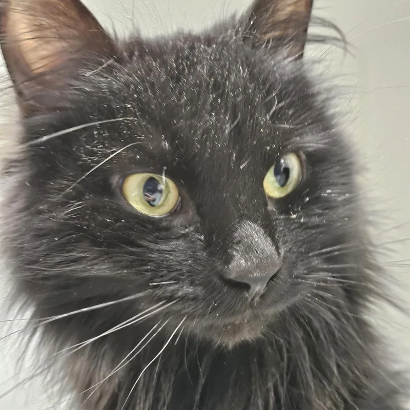 Esmeralda thumbnail 2