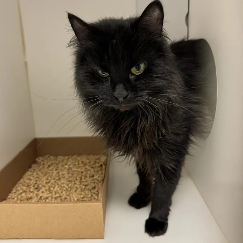 Esmeralda thumbnail 3