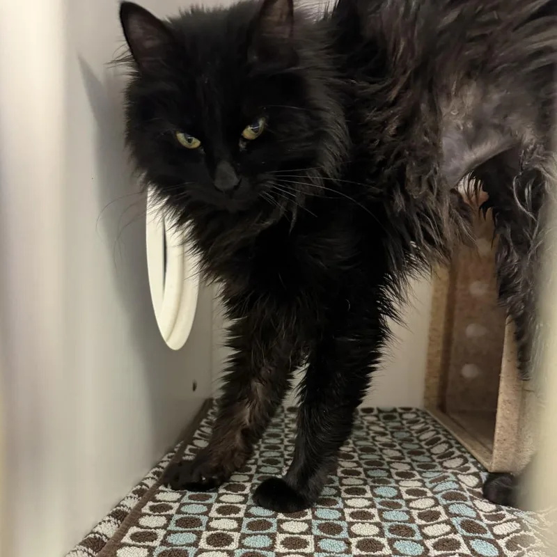 Esmeralda thumbnail 4