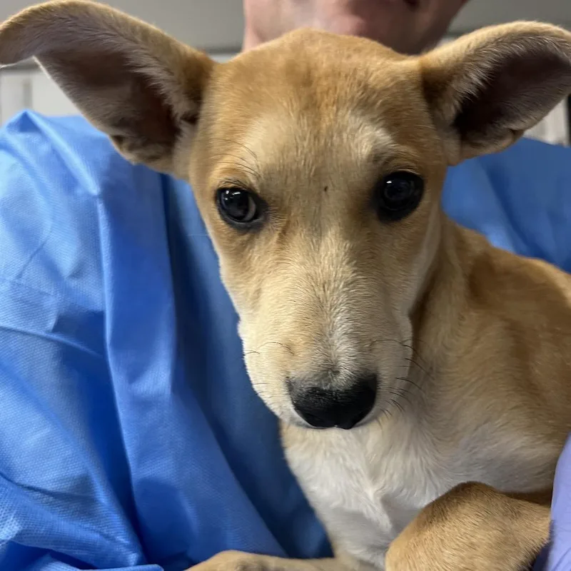 A baby medium-sized female Yellow / Tan / Blond / Fawn Mixed Breed dog named Rapunzel for adoption in Moab, UT
