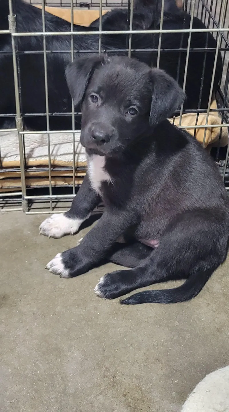 A baby medium-sized female Australian Shepherd dog named Loretta for adoption in Elk River, MN