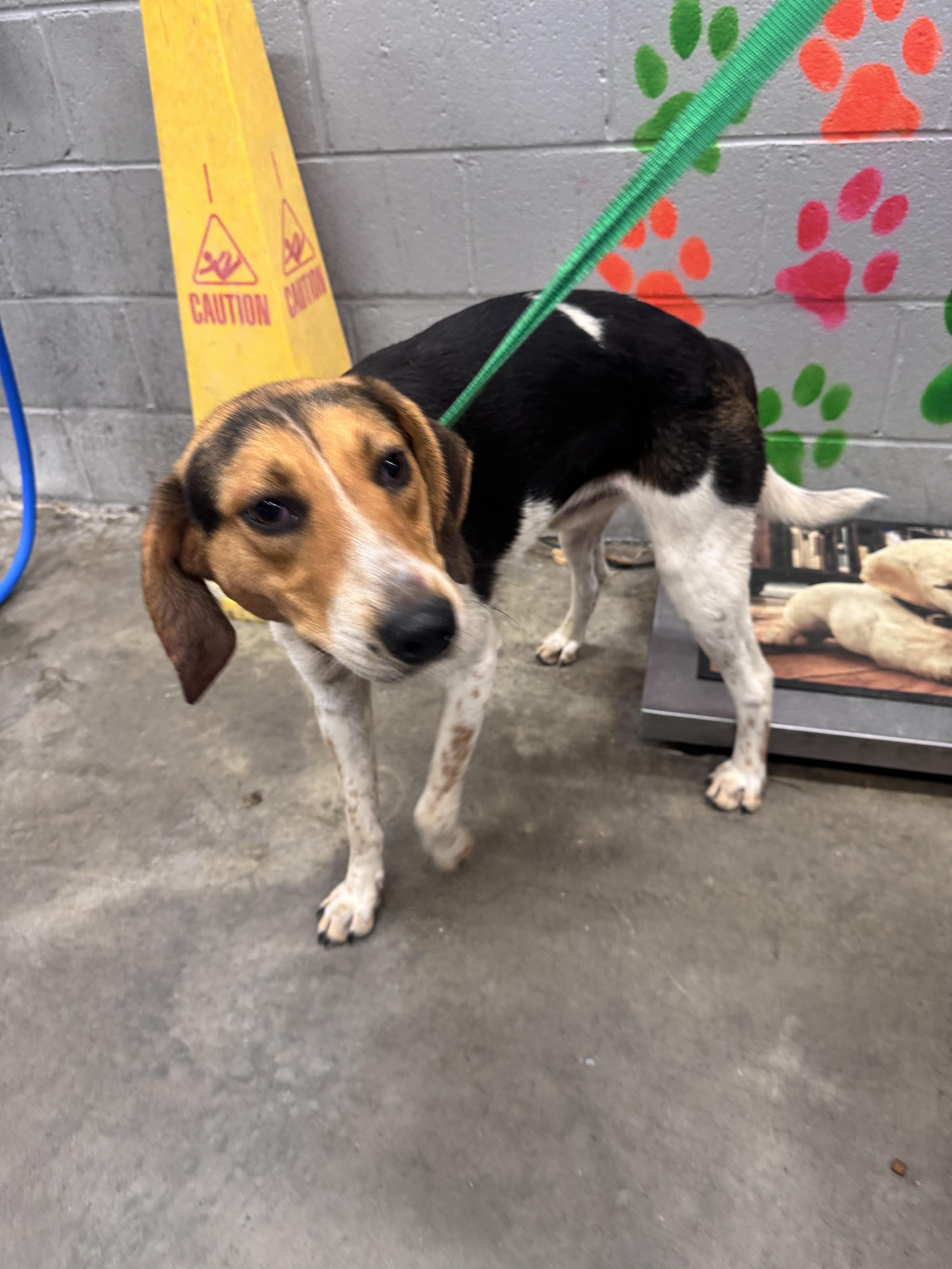 An adult medium-sized male Hound dog named Bronco for adoption in Elizabethtown, NC