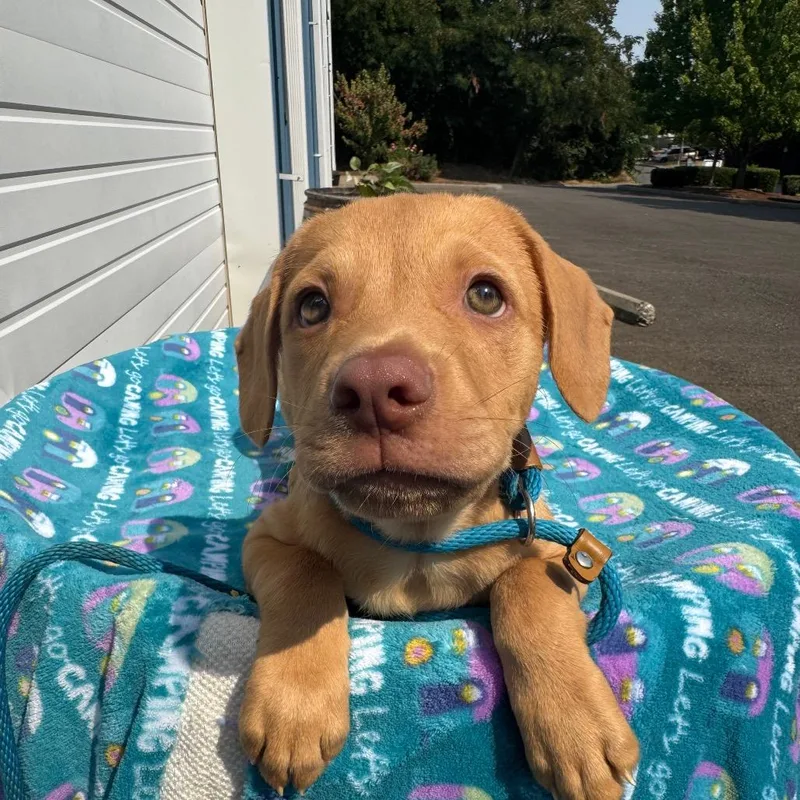 A baby small-sized male Yellow / Tan / Blond / Fawn Pit Bull Terrier dog named Enzo for adoption in Newberg, OR