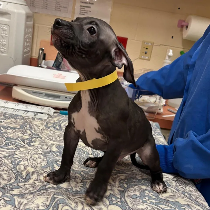 A baby small-sized male Black Pit Bull Terrier dog named Sublime for adoption in Springfield, MA