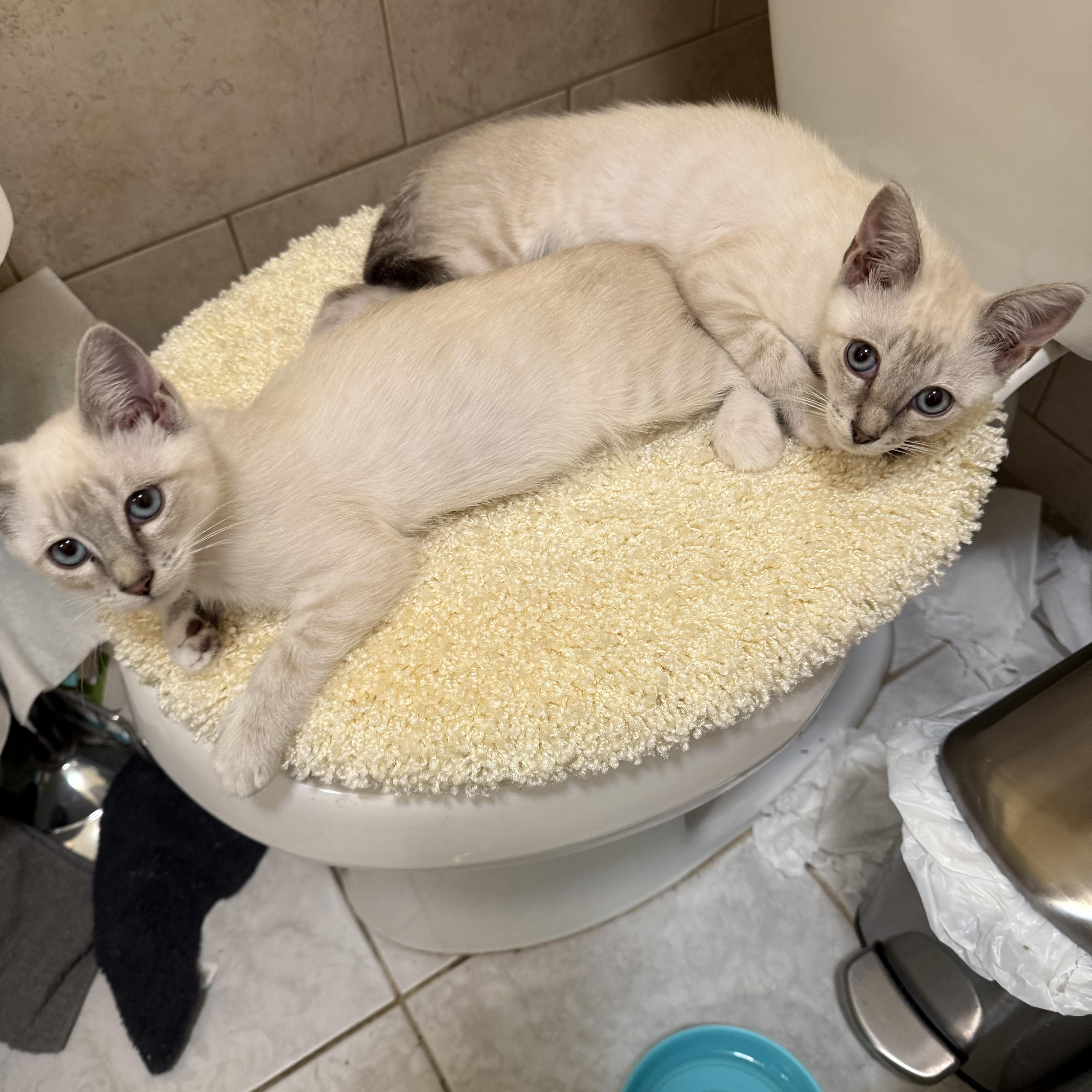 A baby medium-sized male Blue Point Siamese cat named Cairo for adoption in Santa Ana, CA