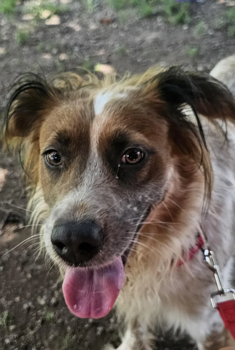 A young medium-sized female Spaniel dog named Jewel for adoption in Lexington, KY