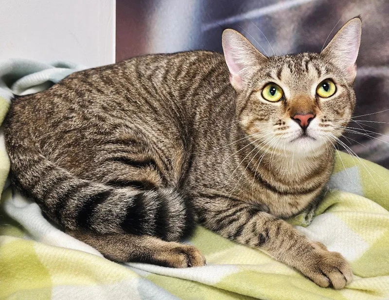 Sir Hiss thumbnail 2