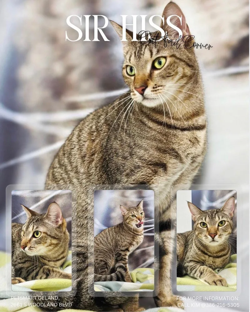 Sir Hiss thumbnail 3