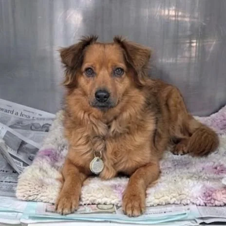 An adult small-sized male Red / Chestnut / Orange Dachshund (Long Haired) dog named Bandit for adoption in Jefferson city, TN