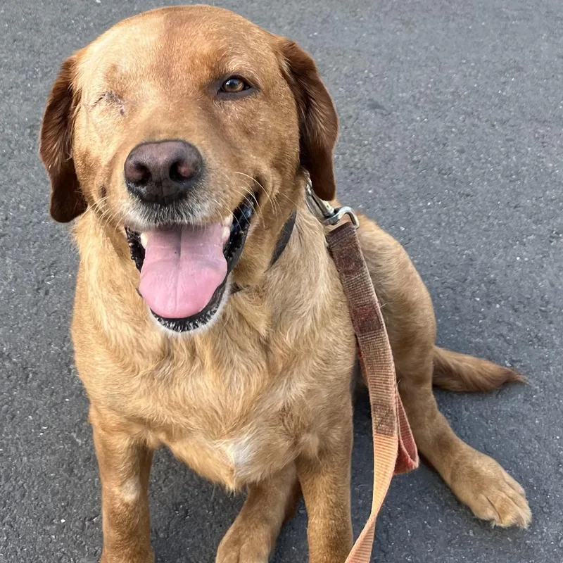 A young large-sized female Red / Chestnut / Orange Labrador Retriever dog named Lucy for adoption in San Francisco, CA