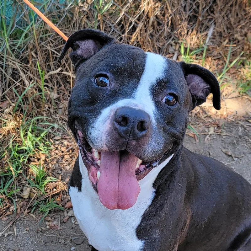An adult large-sized male American Staffordshire Terrier dog named Sherman for adoption in Camp Pendleton, CA