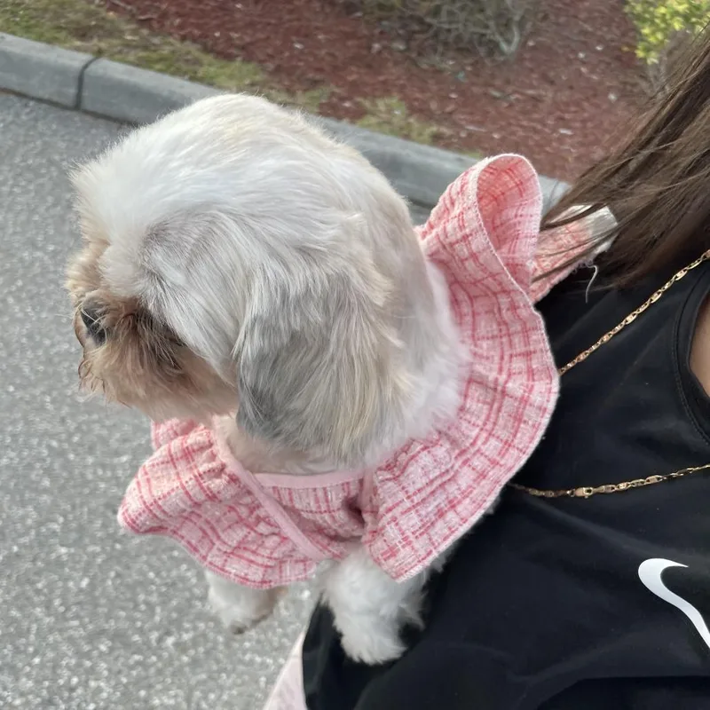 An adult small-sized female White / Cream Shih Tzu dog named Sofia for adoption in Jupiter, FL