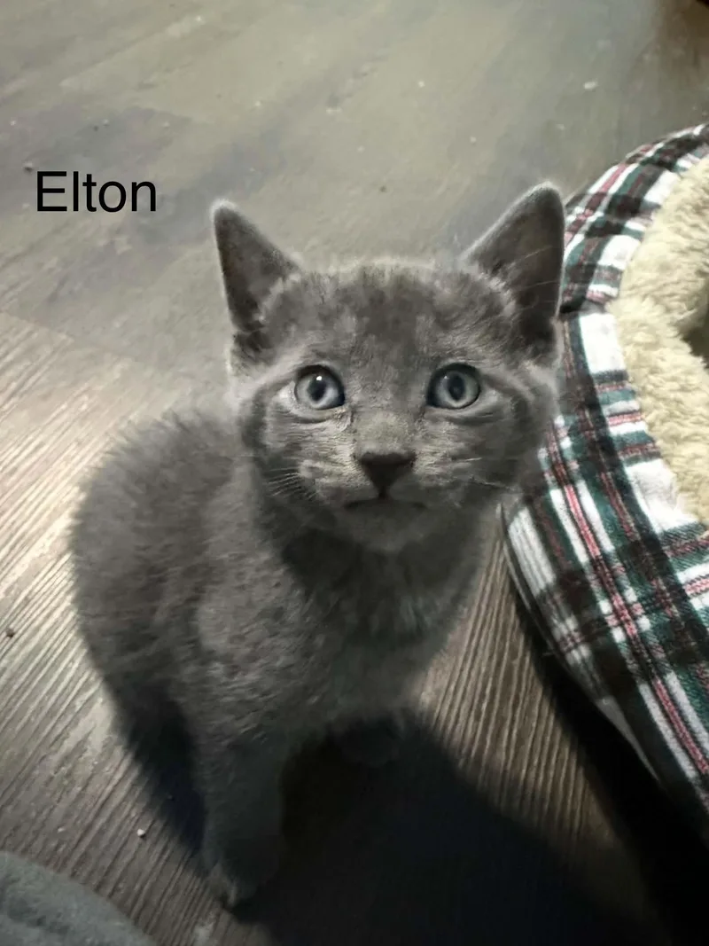 A baby medium-sized male Gray / Blue / Silver Domestic Short Hair cat named Elton for adoption in West Des Moines, IA
