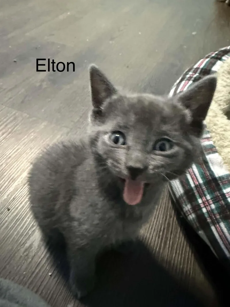 Elton thumbnail 2
