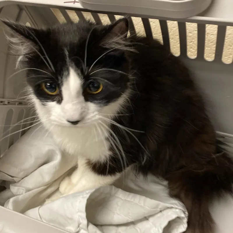 A young medium-sized female Black Domestic Short Hair cat named Yoshi for adoption in Memphis, TN