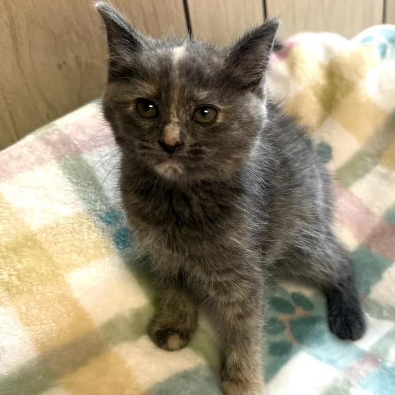 A baby medium-sized female Dilute Tortoiseshell Domestic Short Hair cat named Freckles for adoption in Greensburg, PA