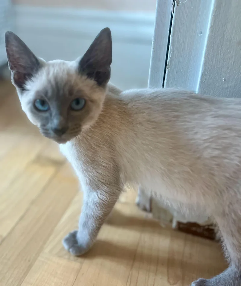 A baby medium-sized male Seal Point Domestic Short Hair cat named Scuba & Socks for adoption in The Dalles, OR