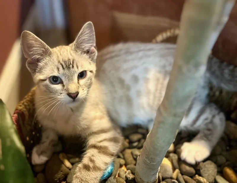 Scuba & Socks thumbnail 2