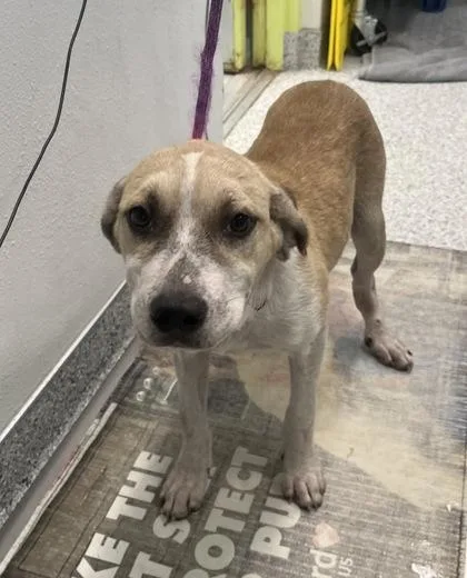 A young medium-sized female Hound dog named Mello for adoption in Daytona Beach, FL