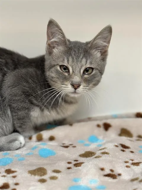A baby small-sized male Domestic Short Hair cat named Chester for adoption in Indianapolis, IN