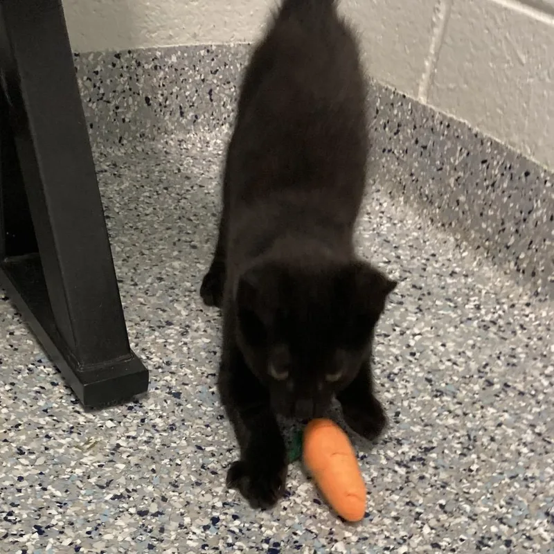 A baby small-sized male Black Domestic Short Hair cat named Millhouse for adoption in Dayton, OH