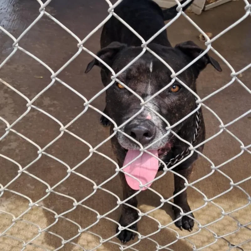 An adult large-sized male Brindle Mixed Breed dog named Choppo for adoption in Huntington, WV