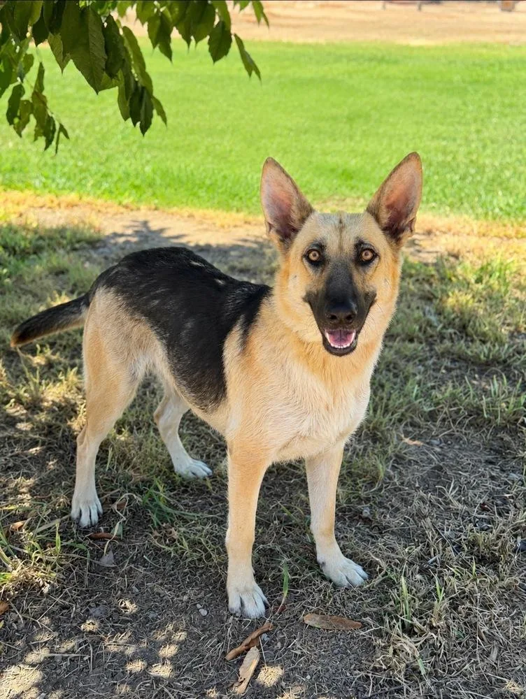 A young large-sized female Brown / Chocolate German Shepherd Dog dog named Mama Bella for adoption in Pleasant Hill, CA