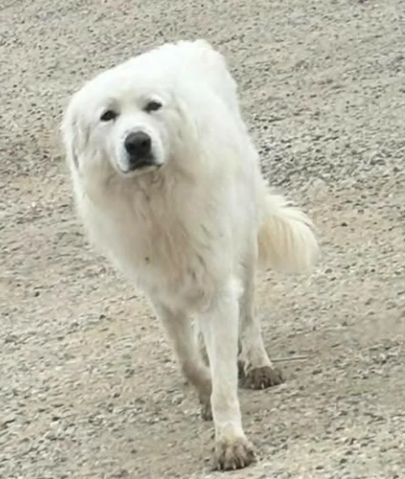 Yeti