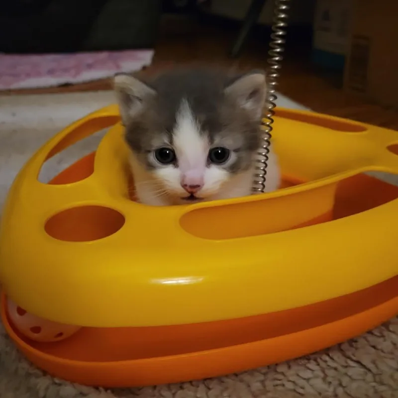A baby small-sized male White Domestic Short Hair cat named Puff Puff for adoption in Long Beach, CA