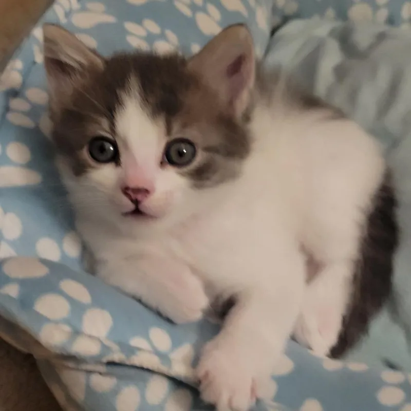 Puff Puff thumbnail 2