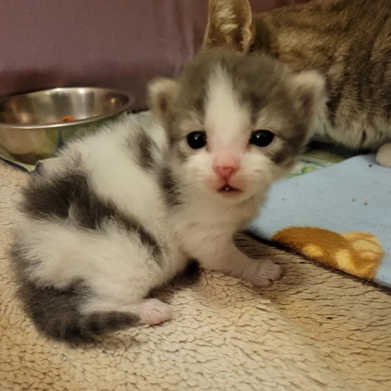 Puff Puff thumbnail 3