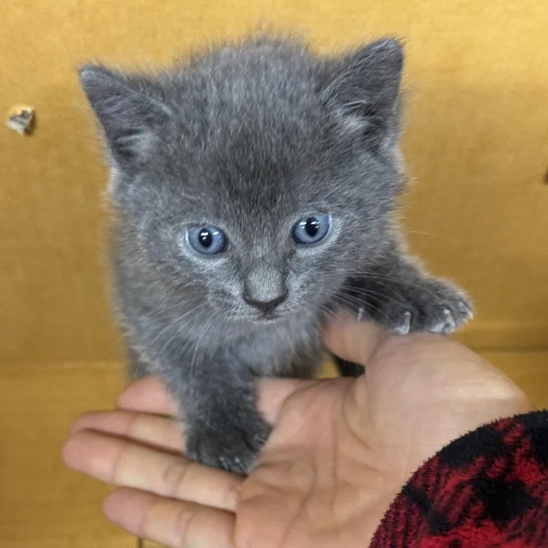 A baby small-sized female Gray / Blue / Silver Domestic Short Hair cat named Velvet for adoption in Middle Village, NY
