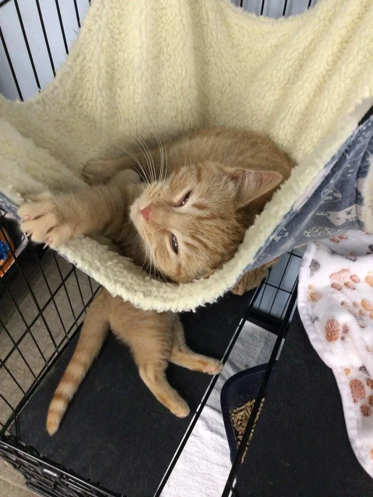 A young small-sized male Tabby (Orange / Red) Domestic Short Hair cat named Pickles for adoption in Logansport , IN
