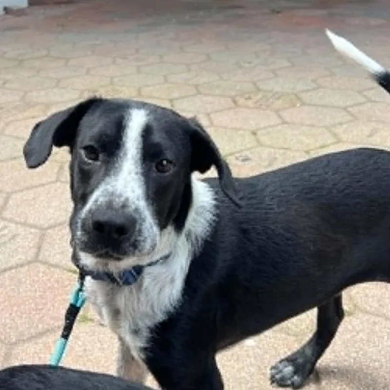 A young small-sized male Black Mixed Breed dog named Charlie for adoption in Hampton Bays, NY