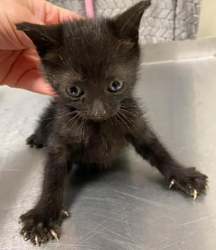 A baby small-sized male Domestic Short Hair cat named Lucy for adoption in Lampasas, TX