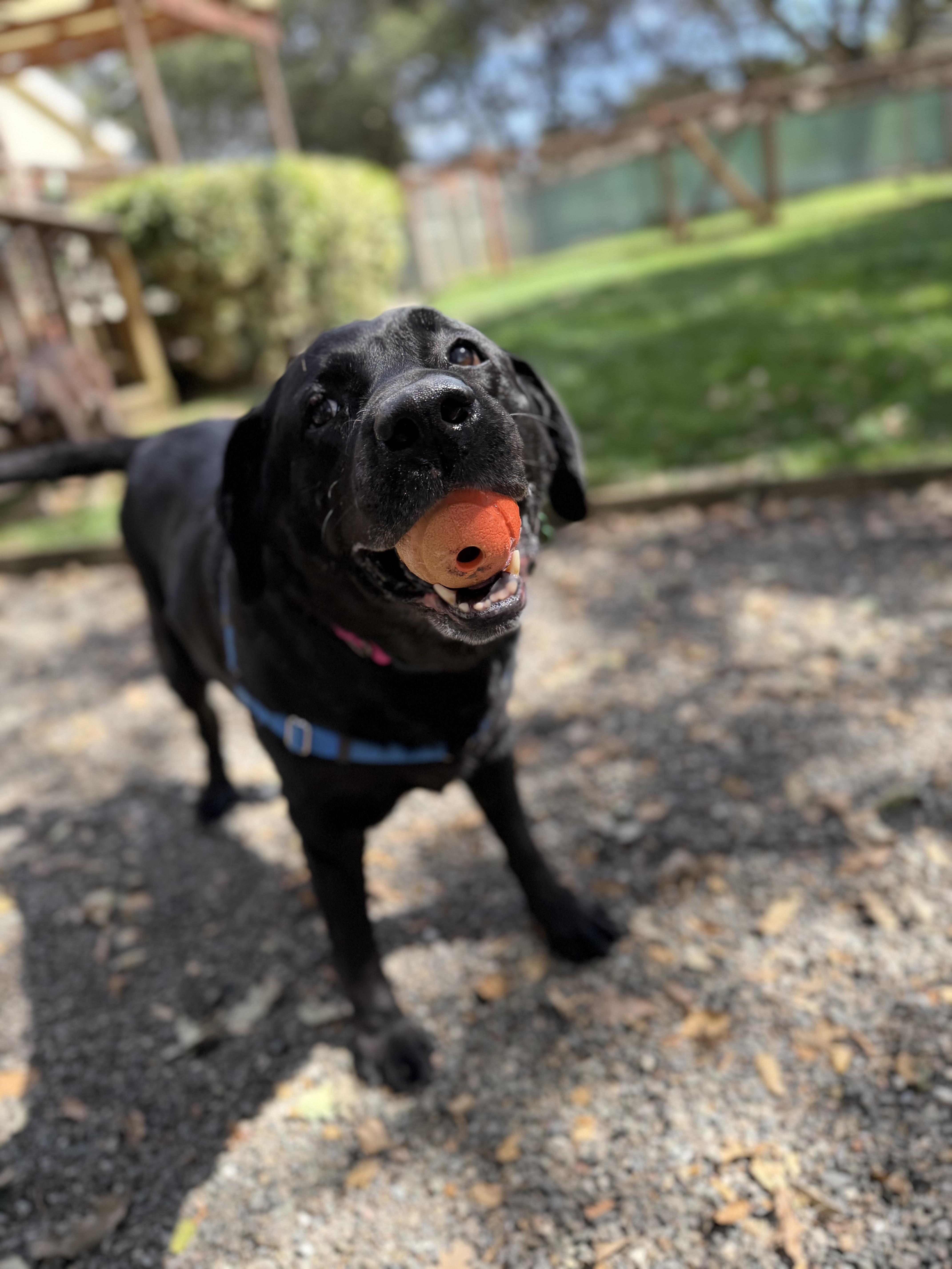 A senior large-sized female Black Labrador Retriever dog named Daisy for adoption in Petaluma, CA