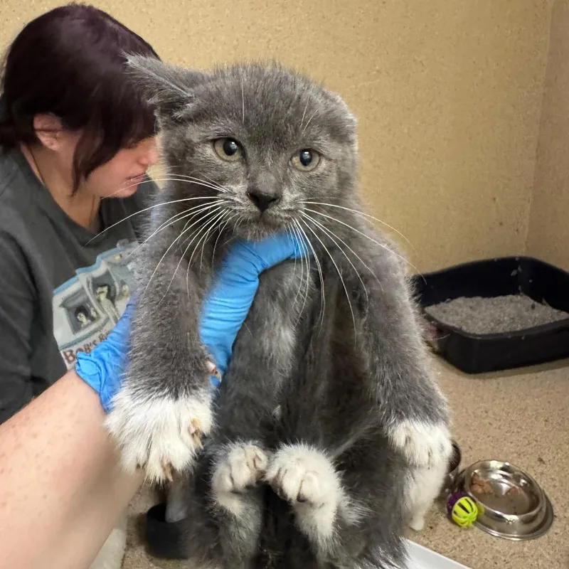 A baby small-sized female Black Domestic Short Hair cat named Femi for adoption in Pekin, IL