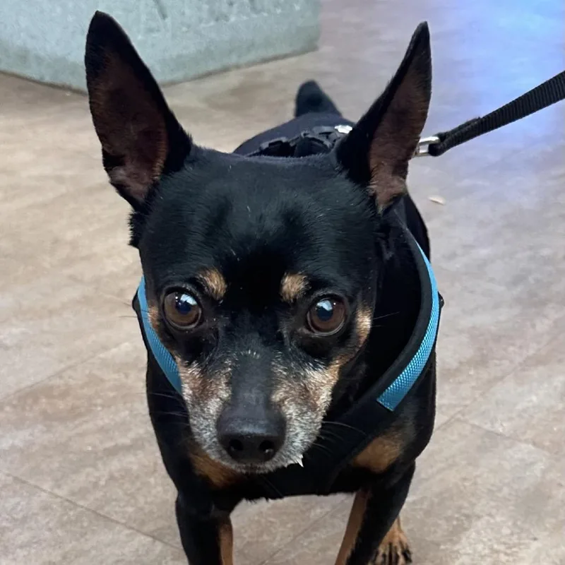 A baby small-sized male Black Miniature Pinscher dog named WAGSStray_ for adoption in Westminster, CA