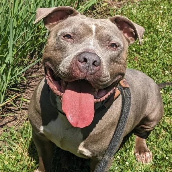 An adult large-sized female Brindle Pit Bull Terrier dog named Koala Bear for adoption in Manassas, VA
