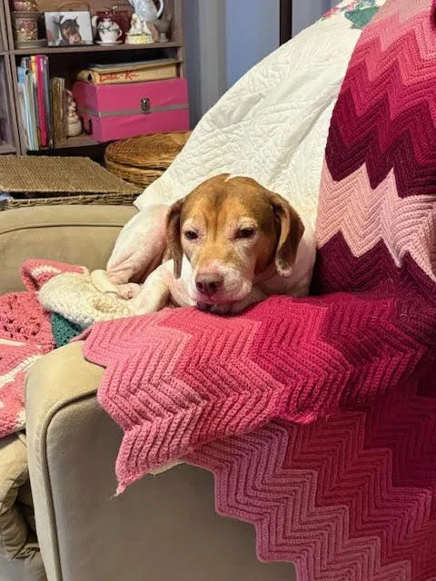 Lieutenant Dan thumbnail 2