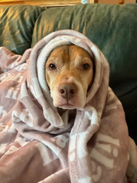 Lieutenant Dan thumbnail 3