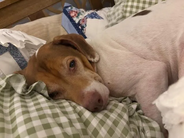 Lieutenant Dan thumbnail 4