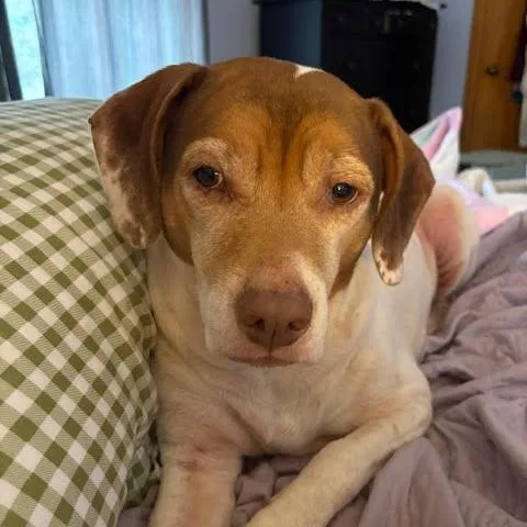 A senior medium-sized male Beagle dog named Lieutenant Dan for adoption in Monticello, MN