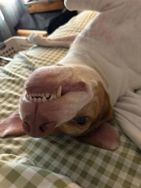 Lieutenant Dan thumbnail 5