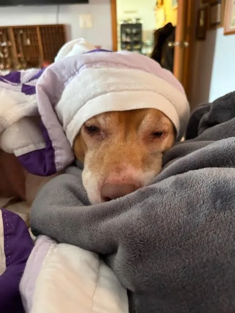 Lieutenant Dan thumbnail 6