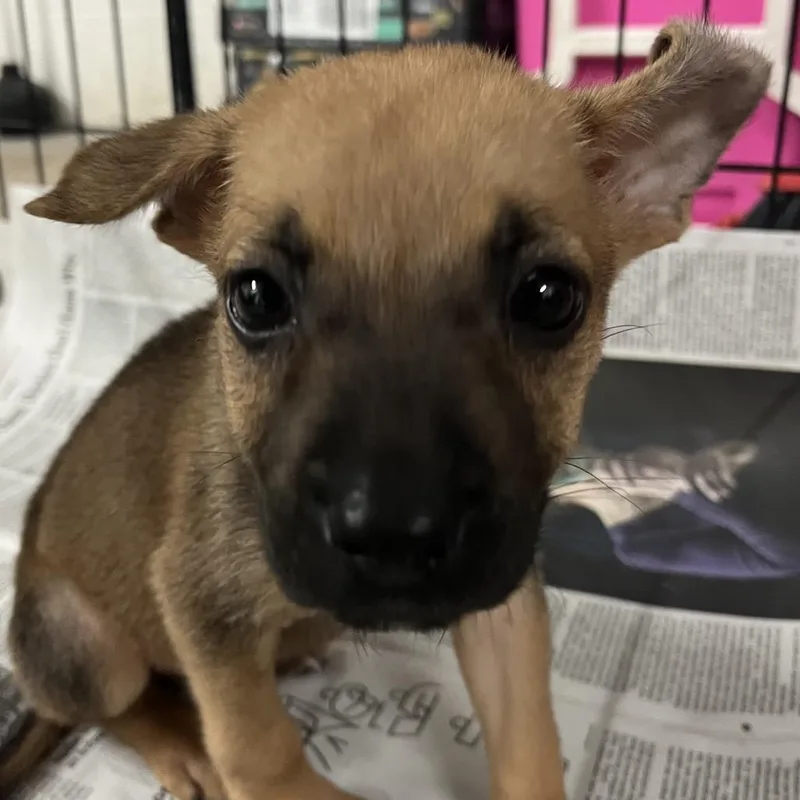 A baby small-sized female Brown / Chocolate Shepherd dog named Shana for adoption in Edinburg, TX